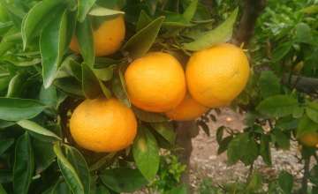Mandarines Marisol